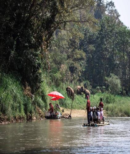 Elephant Camp Maetang
